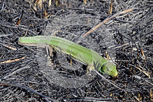 An ordinary quick green lizard. Lizard on the ground amidst ash and ash after a fire. Sand lizard, lacertid lizard