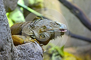 An ordinary quick green lizard