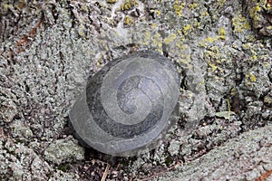 tortoise on the bark of a tree. Ordinary river tortoise of temperate latitudes. The tortoise is an ancient reptile. photo