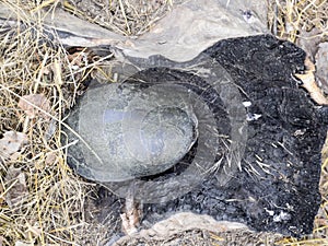 tortoise on the bark of a tree. Ordinary river tortoise of temperate latitudes. The tortoise is an ancient reptile. photo