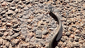 An ordinary snake Latin Natrix crawls on the asphalt. Slow motion video.