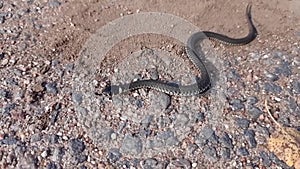 An ordinary snake Latin Natrix natrix crawls on the asphalt. Close-up. Slow motion video.