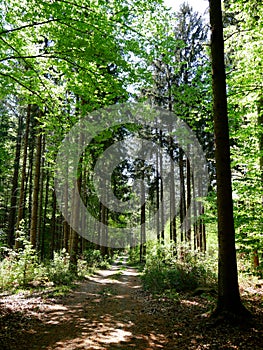 Ordinary sunday walk thru the forest near Gilching, Germany - trees, forest path and lots of green bushes