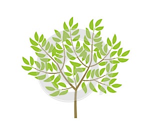 Ordinary tree. Not a big bush. Small thin tree plant. Green leaves and branches. Flat vector color Illustration clipart