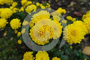 Ordinary yellow flowers of Chrysanthemums