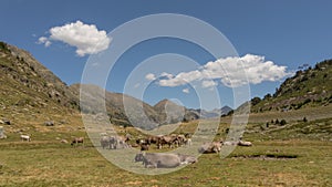 A herd of Pyrenees cows at Ordino valley photo