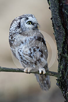 Oreal Owl known also as Tengmalmâ€˜s Owl or Richardson`s Owl, Aegolius funereus
