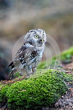 Oreal Owl known also as Tengmalmâ€˜s Owl or Richardson`s Owl, Aegolius funereus