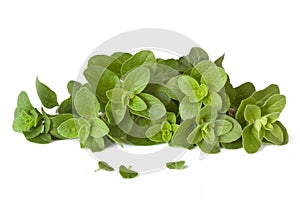 Oregano
