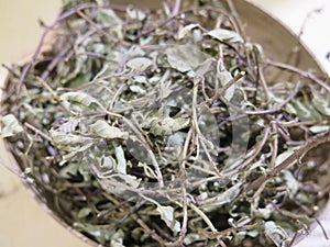 Oregano