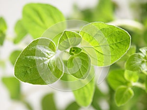 Oregano close-up