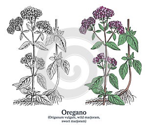 Oregano. Colorful vector hand drawn plant. Vintage medicinal plant sketch. photo