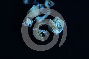 Oregano is commonly known today as pizza spice photo