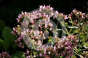 Oregano flowering plant and perennial herb.