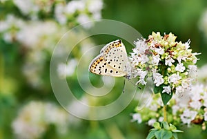 Oregano flowers