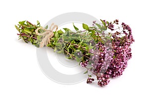 Oregano flowers isolated on white background.