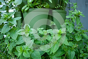 Oregano growing in an herb garden