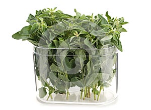 Oregano herb