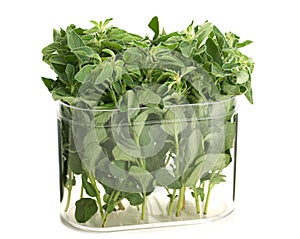Oregano herb