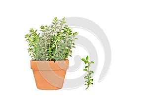 Oregano Herb