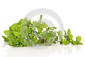 Oregano Herb Leaves