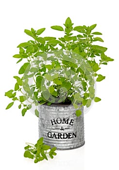 Oregano Herb Plant