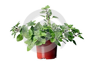 Oregano herb plant growing in the pot