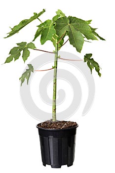 Oregano herb plant growing in the pot