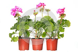 Oregano herb plant growing in the pot