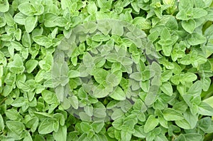 Oregano herb plant leaves in garden