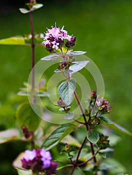 Oregano herb plant outdoors