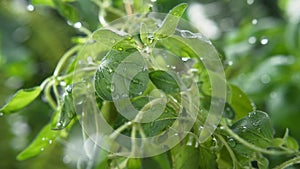 Oregano Herb Watered with Rain in Macro and Slow Motion 1000fps