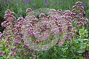 Oregano herbs. Marjoram and lavender on background