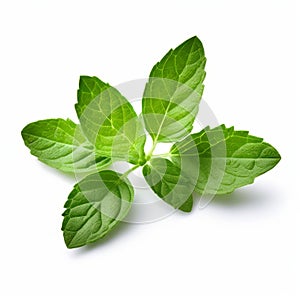 oregano leaf small and ovate with a dark green color and a strn photo