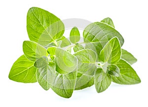 Oregano leaves in closeup