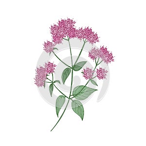 Oregano or marjoram hand drawn on white background. Botanical drawing of beautiful flowering herbaceous plant or