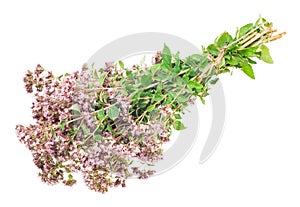 Oregano or Marjoram Herb Blooming (origanum majorana )