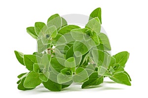 Oregano or marjoram