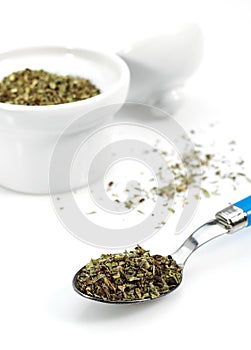 Oregano or Marjoramo, origanum majorana, Aromate against White Background