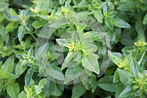 Oregano, origanum vulgare.