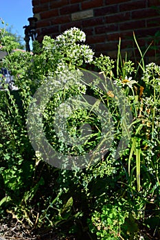 Oregano origanum vulgare flowering plant in garden masthead text area vertical