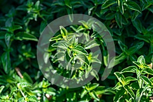 Oregano - Origanum Vulgare - Flowering Plant photo