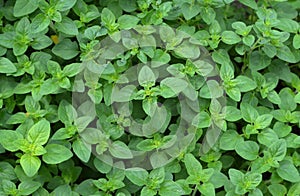 Oregano, Origanum vulgare plants top view. Oregano is a culinary herb