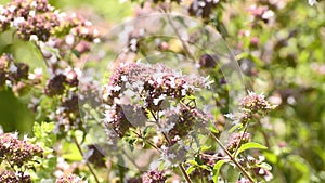 Oregano, Origanum vulgare, spice and medicinal plant