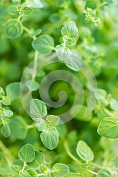 Oregano Plant (close-up shot)