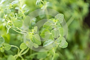 Oregano Plant (close-up shot)