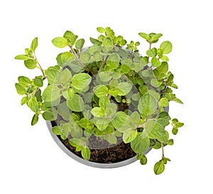 Oregano, potted young plant of Origanum vulgare, a culinary herb