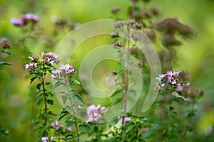 Oregano/Real Dost (Origanum vulgare)