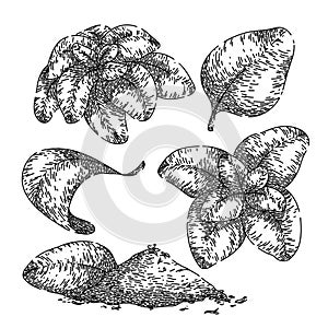 oregano set sketch hand drawn vector