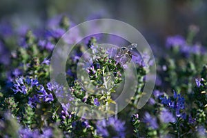 Oregano shrub blooms